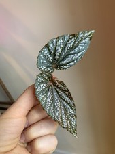 Begonia Benigo Pink Fresh Cutting Rare Aroid