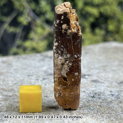 Rebbachisaurus dinosaur tooth - dinosaur,