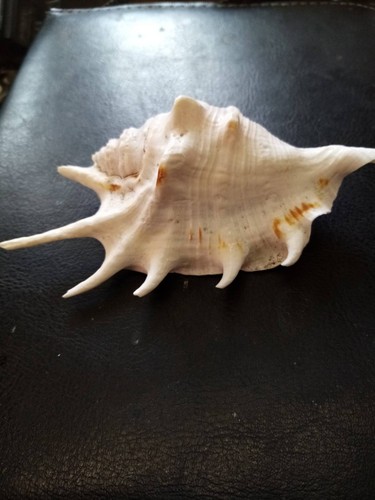 Large horned sea shell - , cm