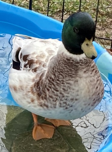 Fertile purebred snowy call - purebred,