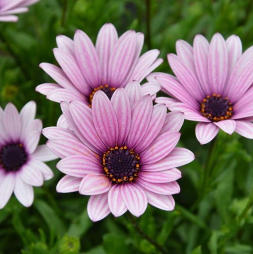 Osteospermum plug plants