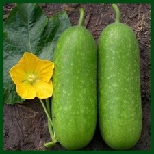 Ash Gourd / Winter Melon