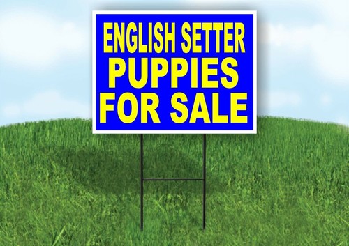 English setter puppies - setter,