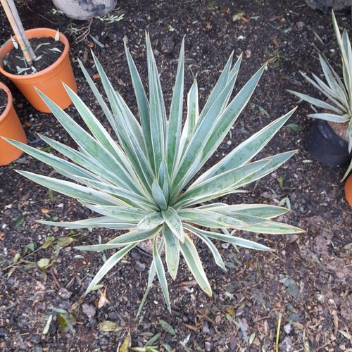 Yucca gloriosa variegata - yucca,