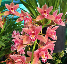 Cymbidium Agnes DeGarmo ‘Kishino' orchid plant