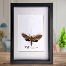 Xanthopan morganii moth