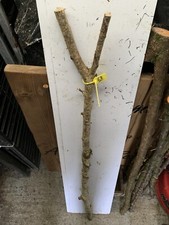 Seasoned Hazel TWISTY Twistie