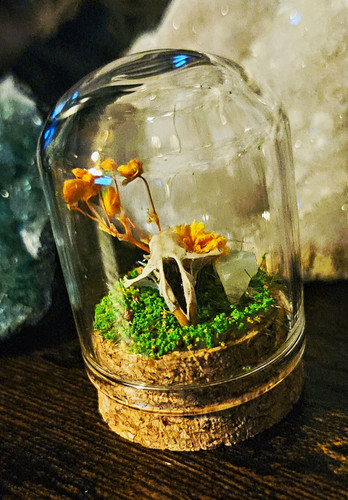 Handcrafted taxidermy oddity - handcrafted,
