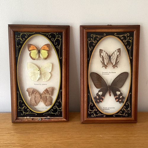 Mounted butterfly moth - mounted,