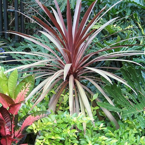 Cordyline red star - x, 'red