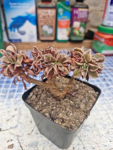 Aeonium sunburst crested or - crested,