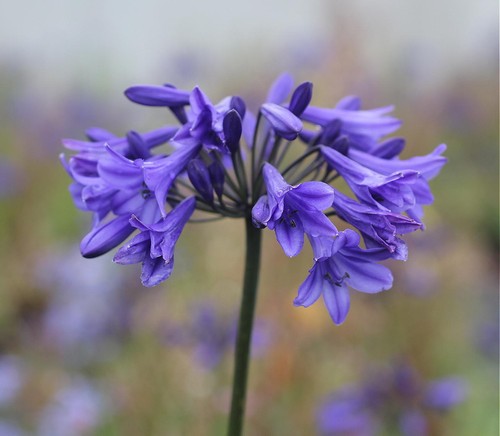 New agapanthus napoli dark - napoli,