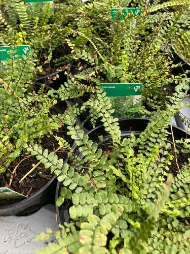 Three outdoor succulent plants - succulent,