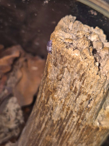 Panda king isopods - panda, 10
