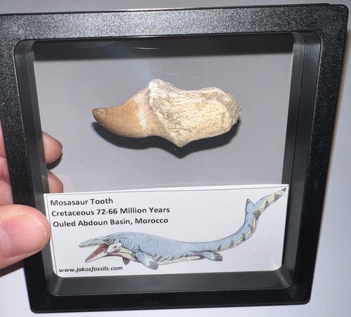 Framed large mosasaur fossil - large,