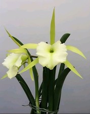 Cattleya RCV. Jimminey Cricket
