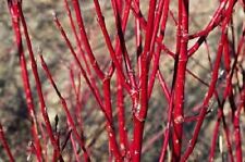 20 x Red Dogwood (cornus alba) seeds.