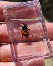 Real Leaf Cutter BEE Bug