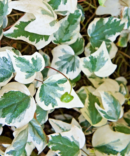 Hedera helix glacier ivy - ivy,