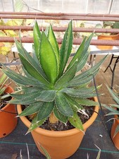 Agave Lophantha. 40cm Wide And