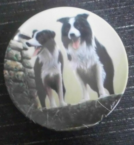 Border collie dog - dog, top