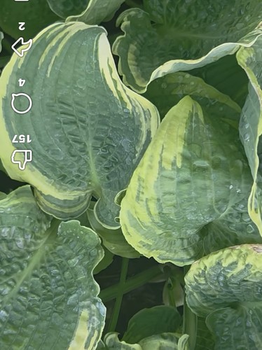 Hosta lakeside prophecy - hosta,