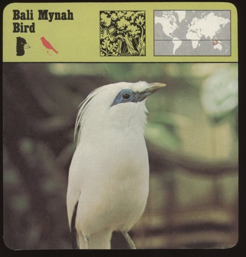 Bali mynah bird - bali, cards