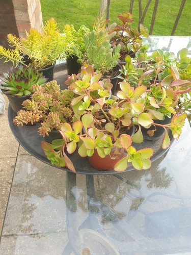 Alpine rockery plants - rockery,