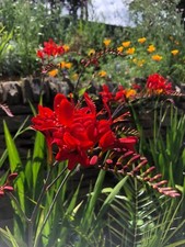 30 Crocosmia seed, Lucifer
