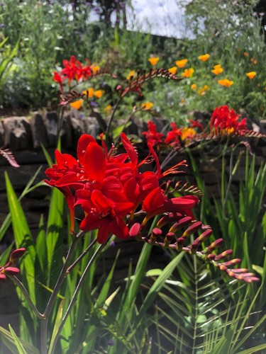 Crocosmia seed lucifer - 30, seed,