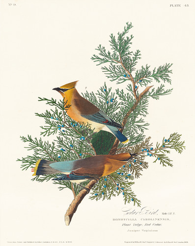 Cedar waxwing poster - waxwing,
