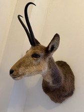 Taxidermy Chamois Mountain