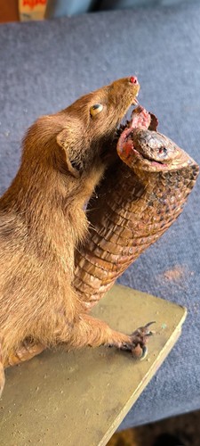 Rare vintage taxidermy - rare,
