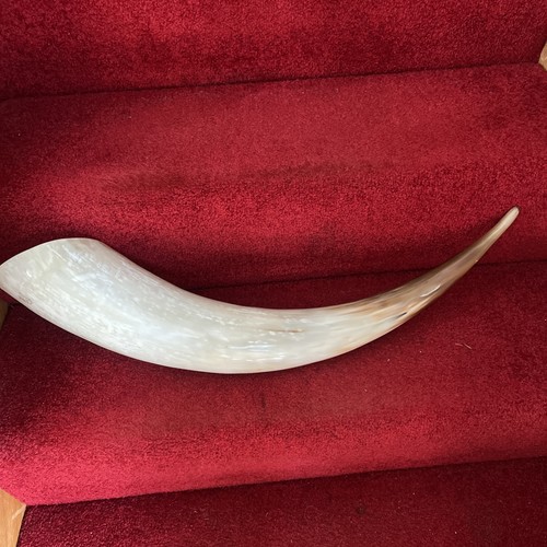 Large cow long horn - large,