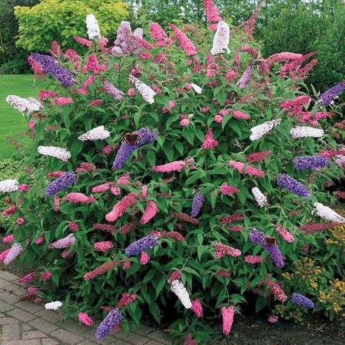 Buddleia tricolour - 1, x
