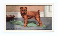 BRUSSELS GRIFFON GALLAHER 1936 DOGS A SERIES  DOG CIGARETTE CARD #18