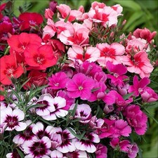 Dianthus ‘Oscar’ – 4