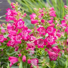 Penstemon harlequin magenta - penstemon,