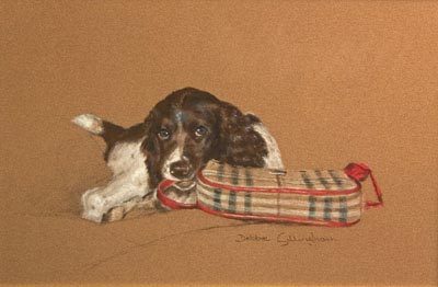 English springer spaniel - english,