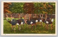 Vintage Ostrich Farm Hot