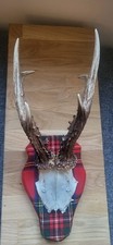 Roe Deer Stag Antlers Natural
