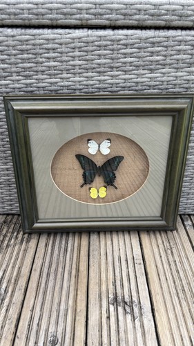 Vintage taxidermy butterfly - taxidermy,
