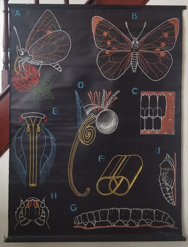 Butterfly educational chart - chart, p