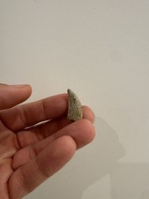 Tyrannosaurid Dinosaur Fossil Tooth - Hell Creek Formation