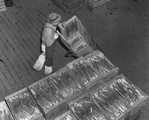 High angle view porter - a,