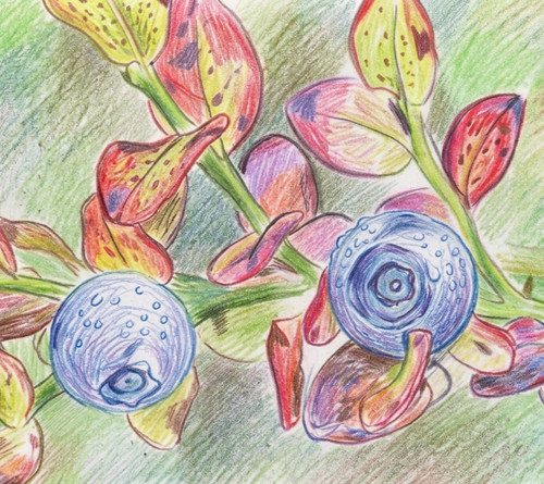 Blueberry sunshine blue - 'sunshine, blue'
