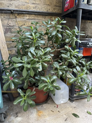 Jade plant - jade, ovata)