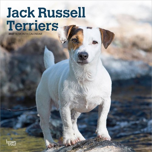 Jack russell terriers calendar - jack,