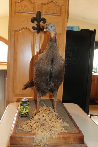 Bearded hen turkey - turkey, mount
