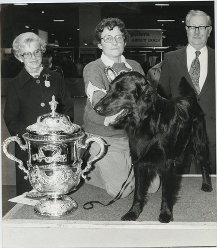 Crufts champion flat coated - crufts, flat-coated